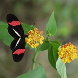 25 postman butterfly